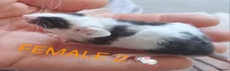 Mouse rodents for sale: MALE & Female FANCY MICE 🐁🐾 - Advert 10