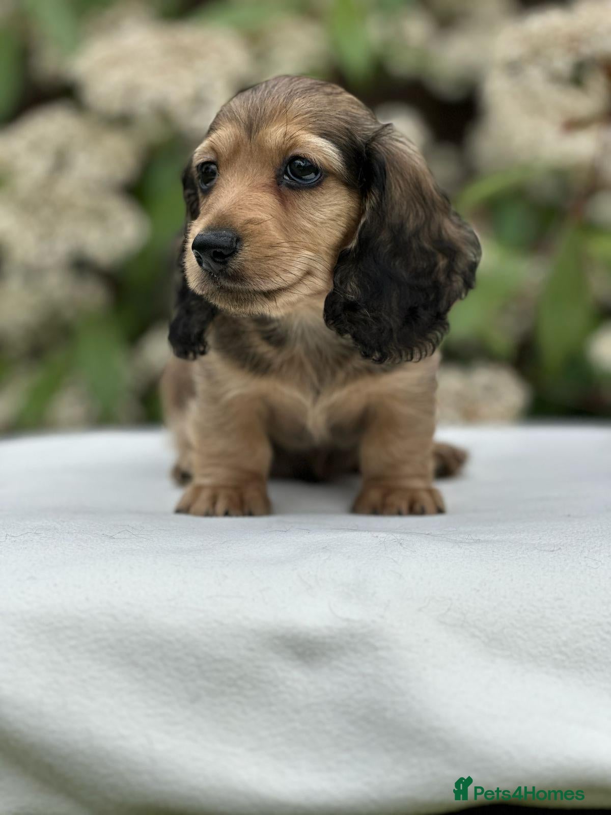 Miniature Dachshund dogs Miniature longhaired dachshunds  - Advert 2
