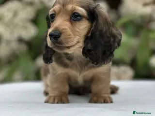 Miniature Dachshund dogs Miniature longhaired dachshunds - Advert 2