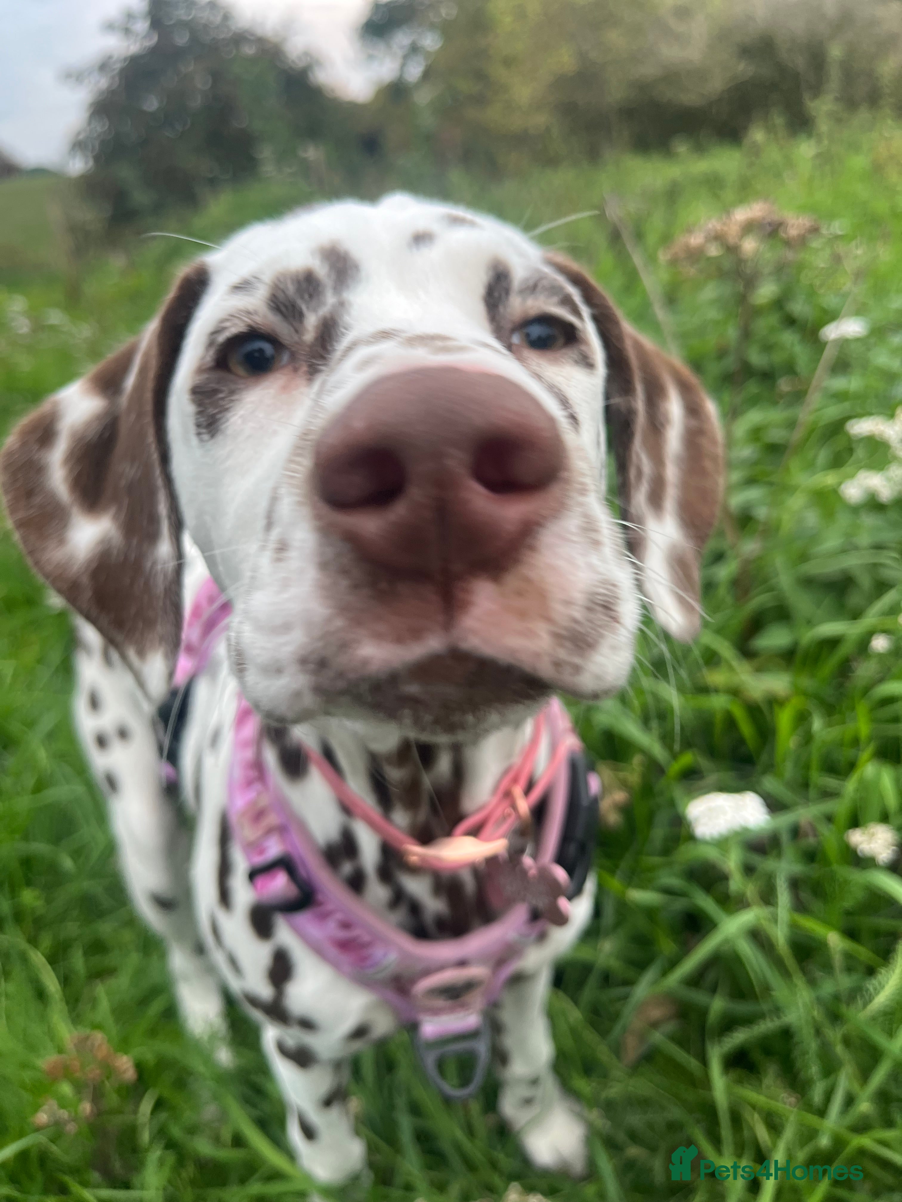 Dalmatian dogs River  - Advert 13