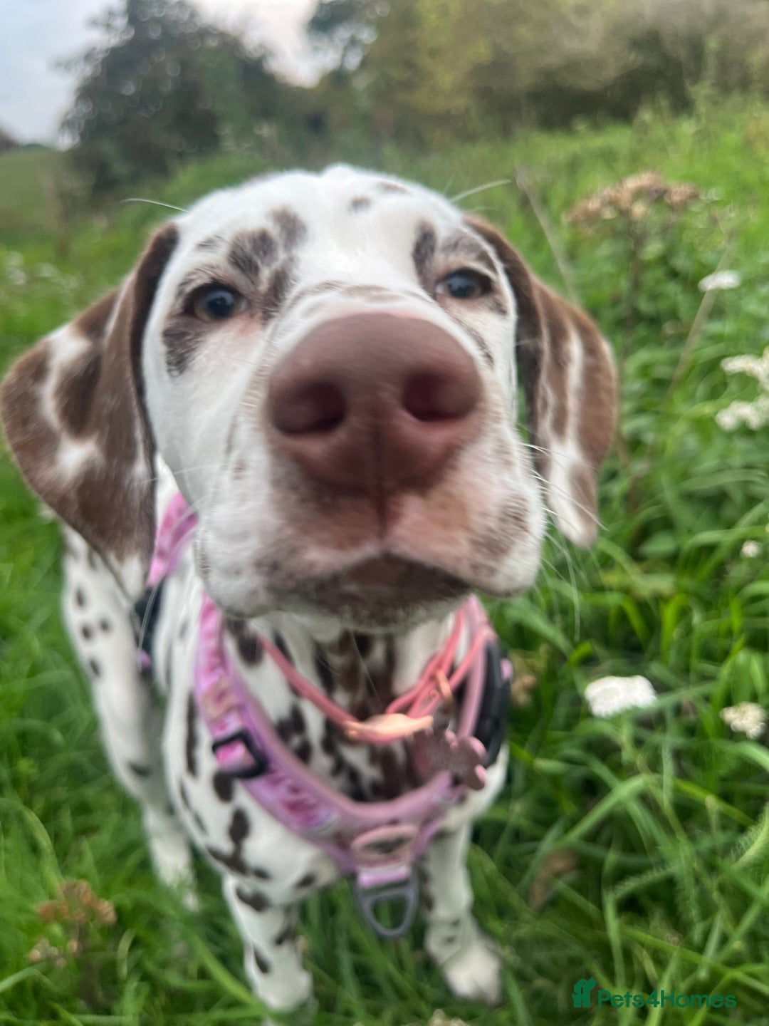 Dalmatian dogs for sale: River  - Advert 1