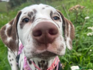 Dalmatian dogs River - Advert 14