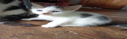 Mixed Breed cats for sale: Kittens Mixed breed (father 1/4 Bengal) - Advert 13