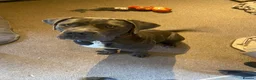 Cane Corso dogs for sale: Free Re homing cane corso  in Diss - Advert 3