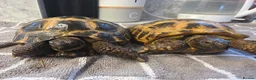 Tortoise reptiles for sale: 2 Russian Tortoises  - Advert 2