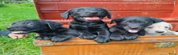 Labrador Retriever dogs for sale: Labrador puppies  - Advert 4