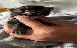 LaPerm cats for sale: Long Coat Laperm kittens - Image 7