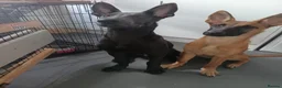 Belgian Shepherd Dog dogs for sale: Shadow  in London - Advert 2