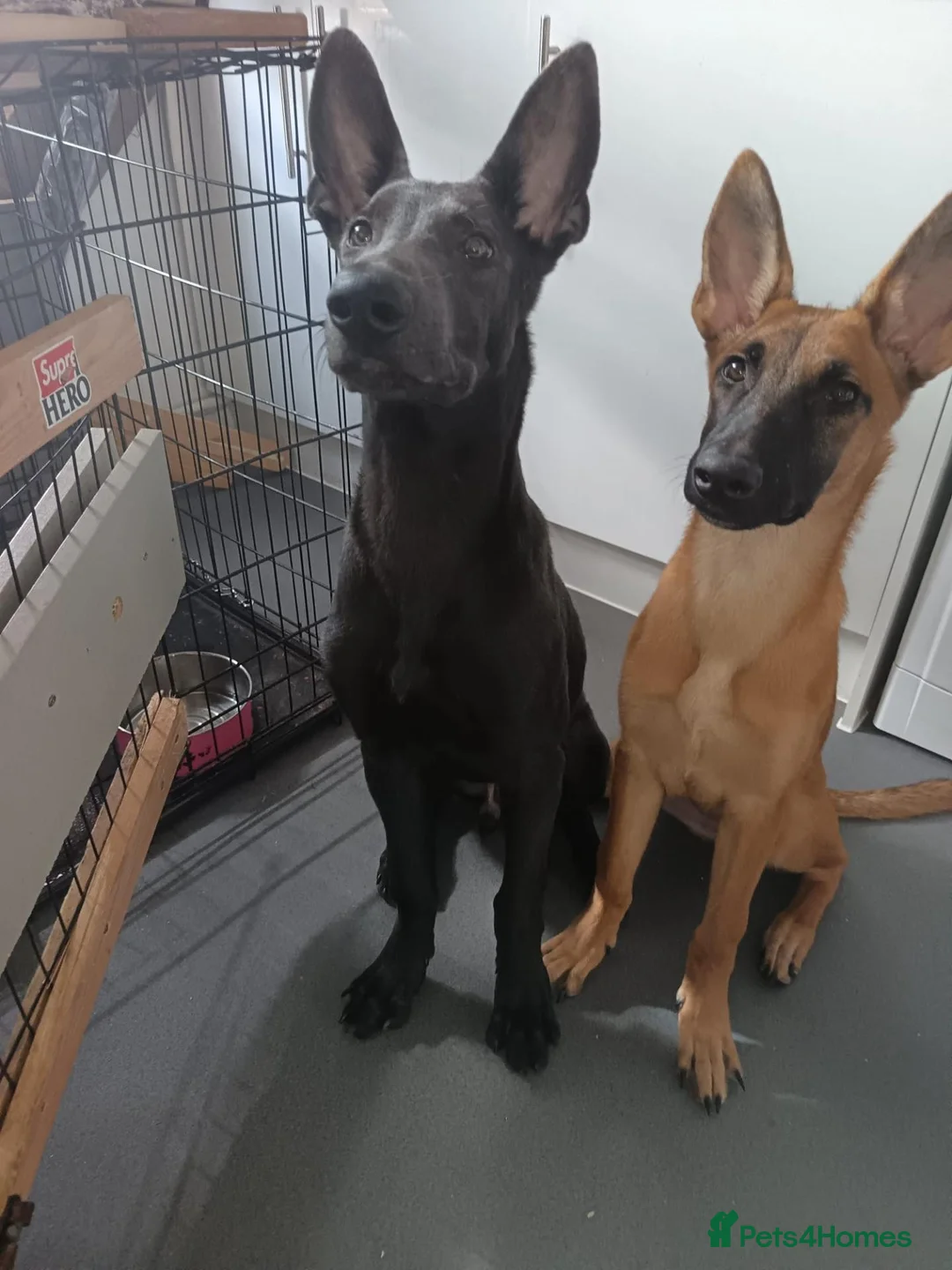 Belgian Shepherd Dog dogs for sale: Shadow  in London - Advert 2