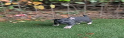 French Bulldog dogs for sale: ​🐾 Exceptional 12-Week-Old French Bulldog Boys!🐾 - Advert 10