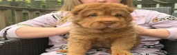 Shar Pei dogs for sale: 3 gorgeous bear coat Shar-Pei in Blaydon-on-Tyne - Advert 5