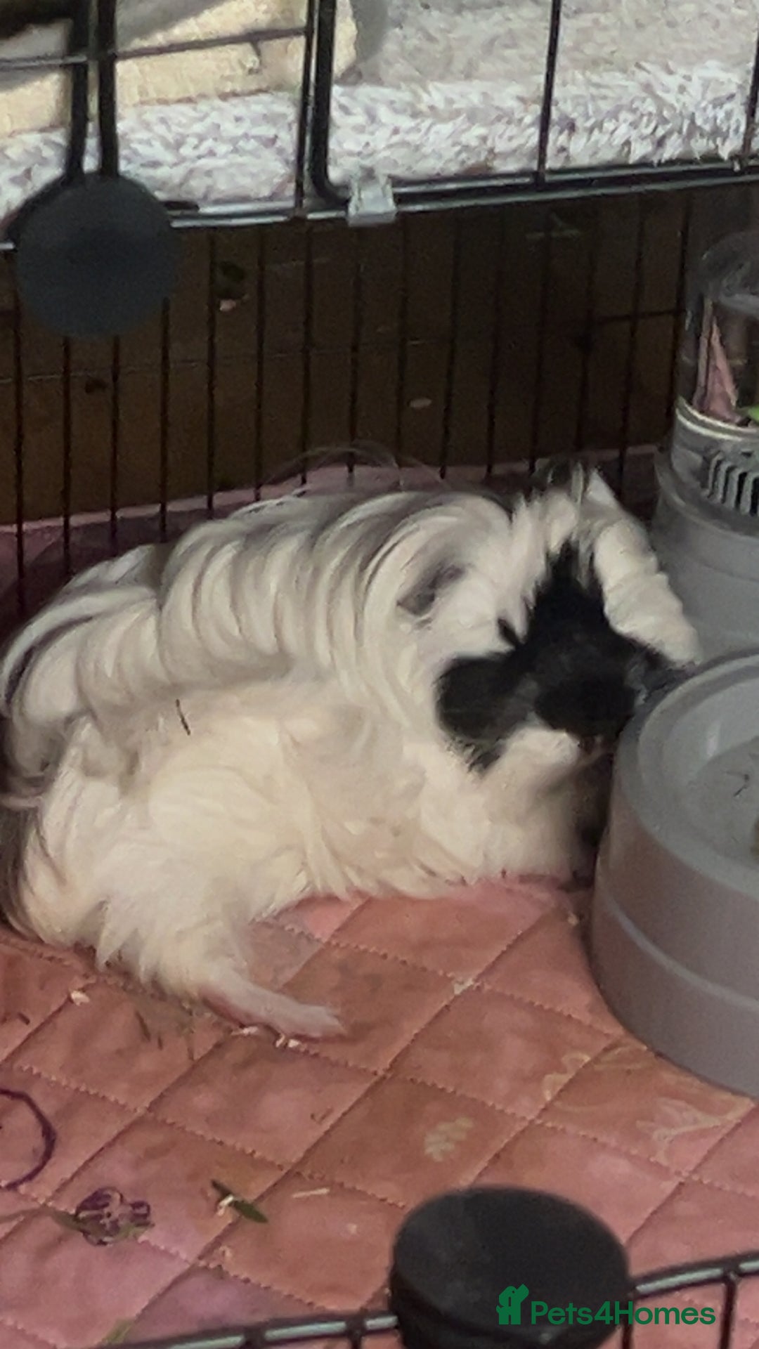 Guinea Pig rodents for sale: Bonded pair of guinea pigs  - Image 10