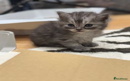 Perdoll cats for sale: Rare Perdolls  - Image 3