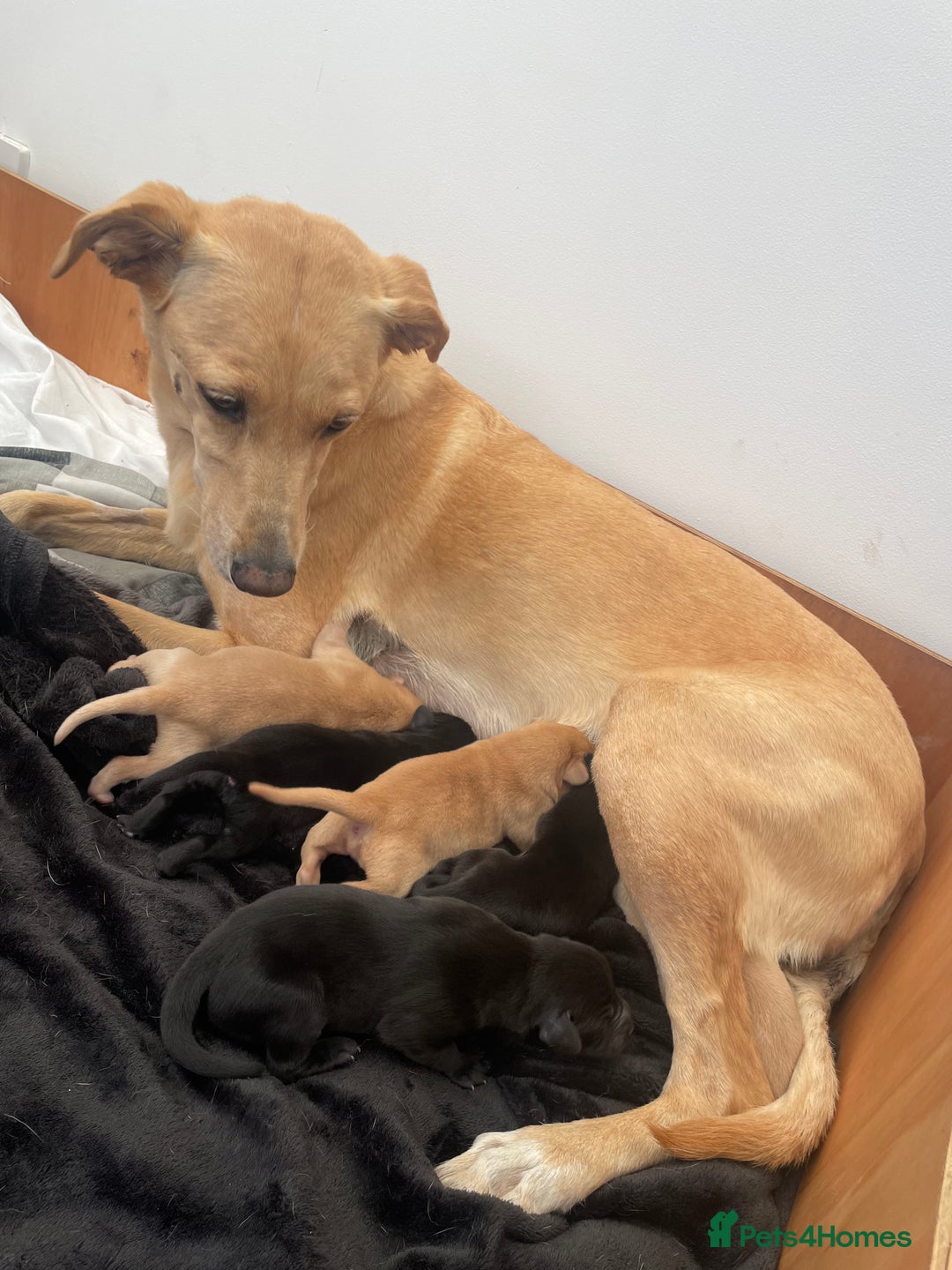 Mixed Breed dogs for sale: 3/4 Labradors puppy’s for sale  - Image 1