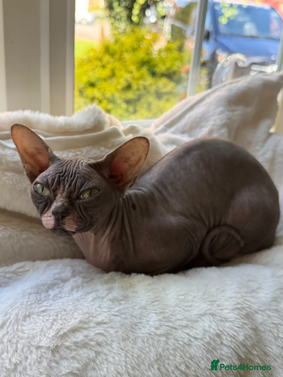 Sphynx cats for sale: Beautiful Retired Queen CHANEL  for a Loving Home - Advert 1