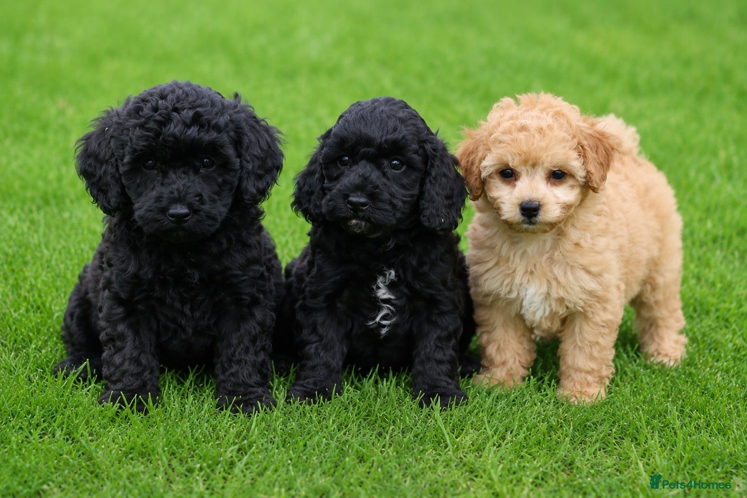 Cavapoo dogs Beautiful cavapoo puppies for sale  - Advert 1