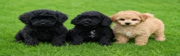 Cavapoo dogs for sale: Beautiful cavapoo puppies for sale  - Advert 1