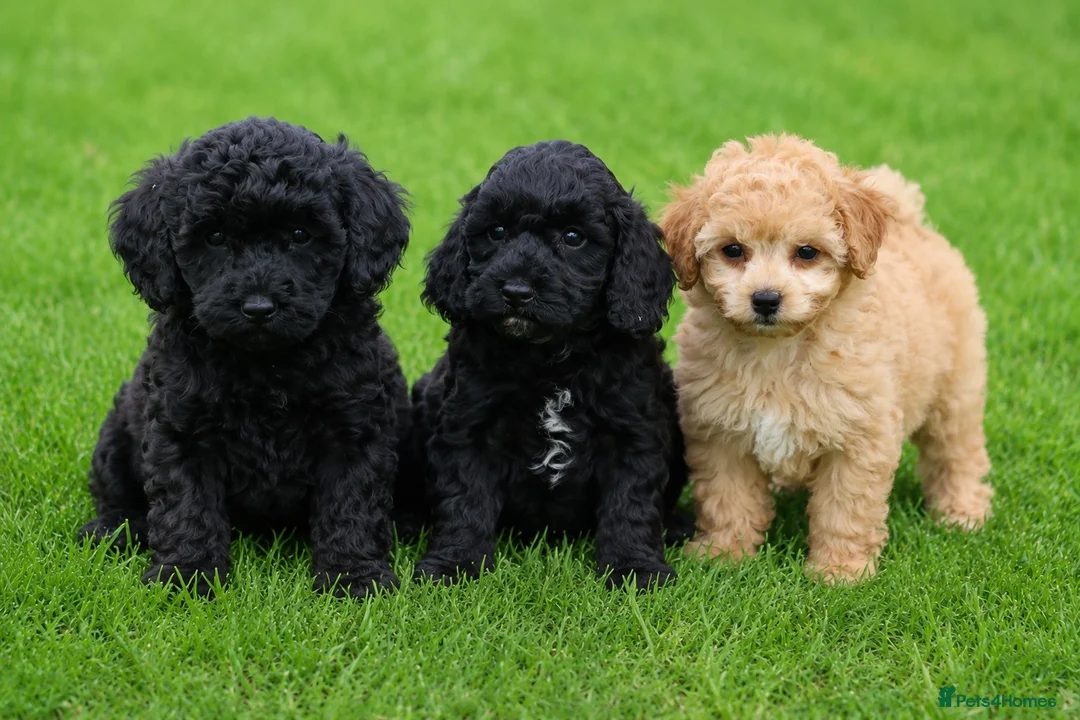 Cavapoo dogs for sale: Beautiful cavapoo puppies for sale  - Advert 1