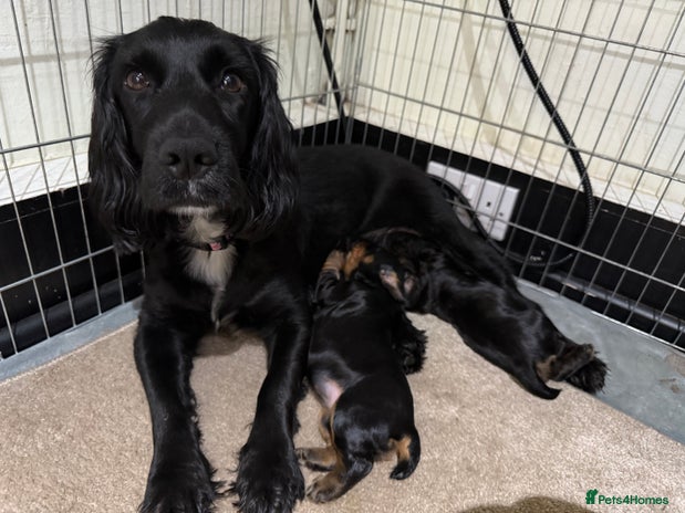 Cocker Spaniel dogs 2 girls KC registered working cocker spaniels - Advert 2