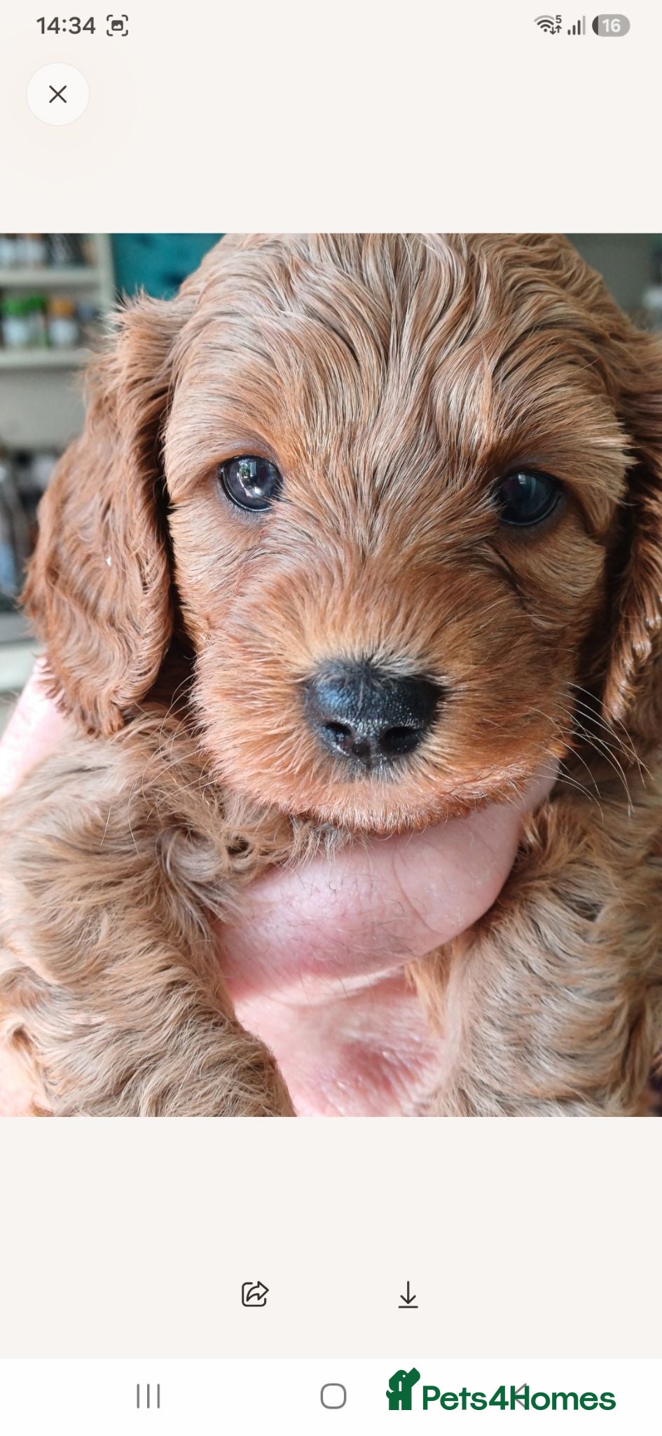 Cavapoo dogs HEALTH-TESTED CAVAPOOS. - Advert 1