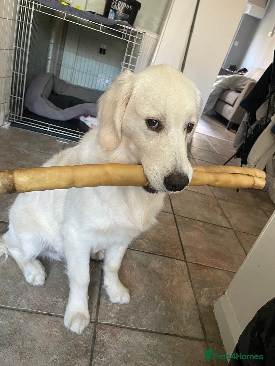 Golden Retriever dogs for sale: Golden retriever for sale £1100 Ono - Advert 4