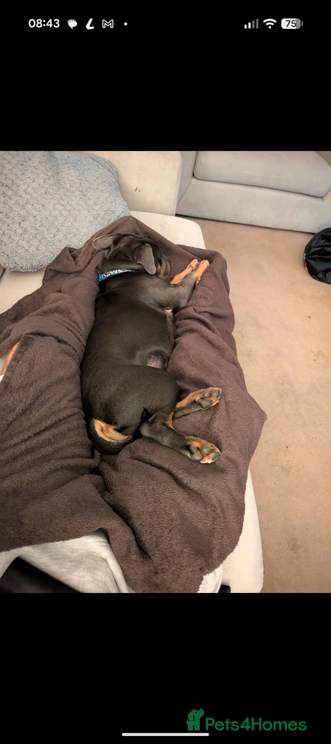 Mixed Breed dogs for sale: **10 months old bulldog cross** - Advert 14