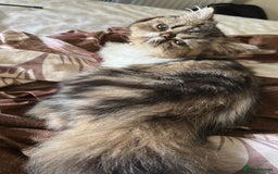 Persian cats for sale: Cute Lazy Persion Boy - Image 6