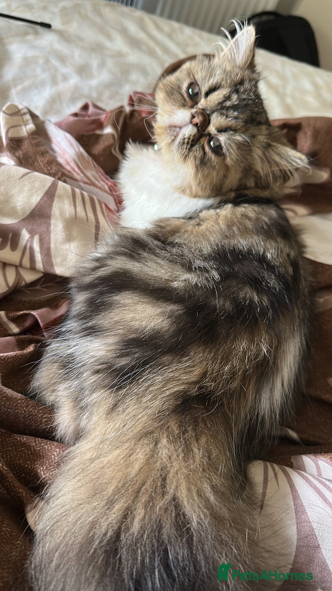 Persian cats for sale: Cute Lazy Persion Boy - Image 6