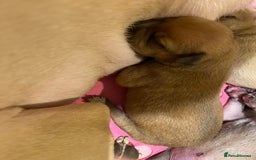 Staffordshire Bull Terrier dogs for sale: Beautiful Staffordshire bull terrier puppys. 🐾 - Image 12