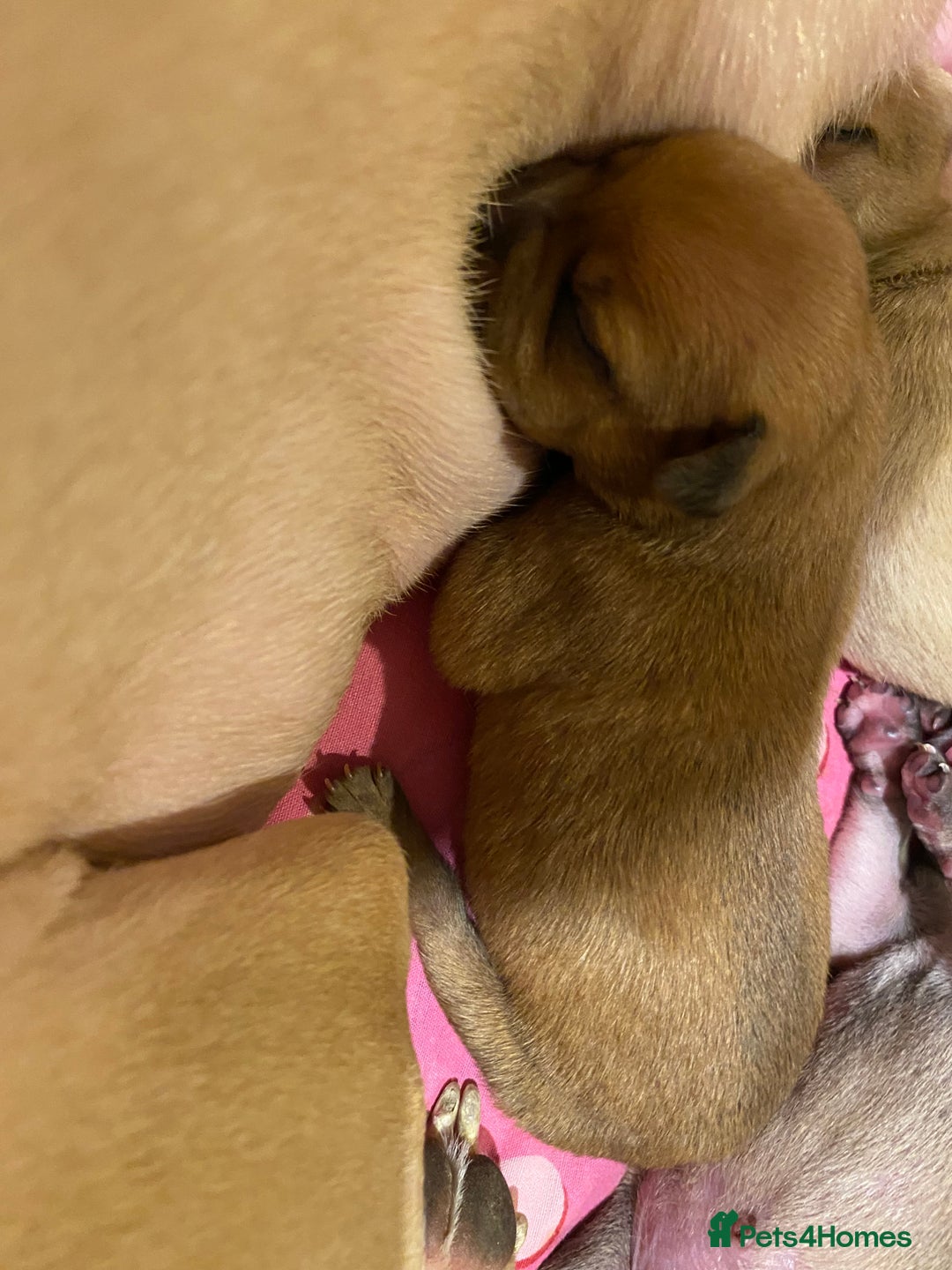 Staffordshire Bull Terrier dogs for sale: Beautiful Staffordshire bull terrier puppys. 🐾 - Image 12