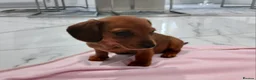 Miniature Dachshund dogs for sale: Miniature dachshund puppy's  - Advert 16