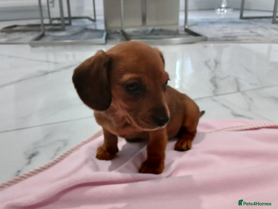 Miniature Dachshund dogs for sale: Miniature dachshund puppy's  - Advert 16