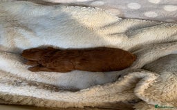 Toy Poodle dogs for sale: One of a kind deep red toy poodle boy - Image 5