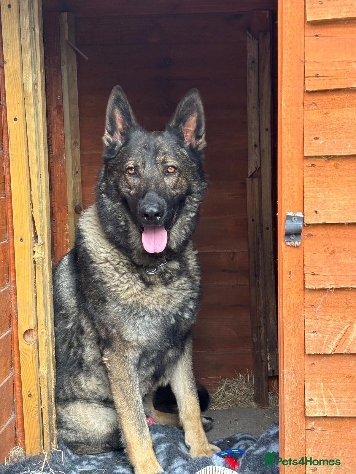 German Shepherd dogs German Shepherd 4 years old  - Advert 18