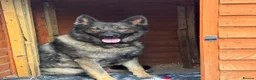 German Shepherd dogs for sale: German Shepherd 4 years old  - Advert 1