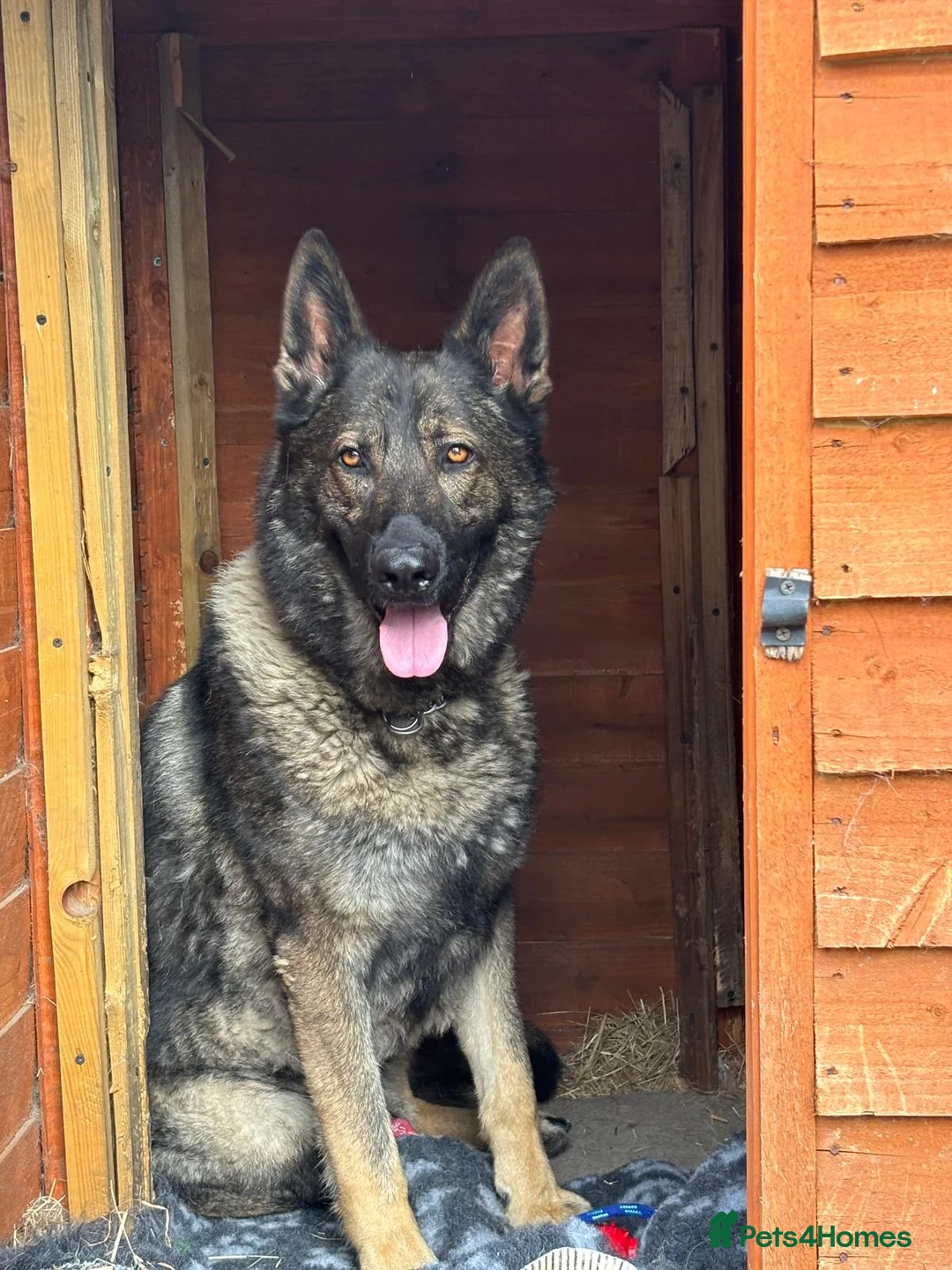 German Shepherd dogs for sale: German Shepherd 4 years old  - Advert 1