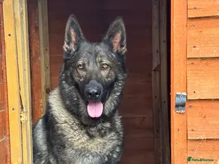 German Shepherd dogs German Shepherd 4 years old - Advert 1