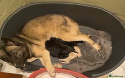 Huskita dogs for sale: Akita puppy’s ready to leave  - Image 4