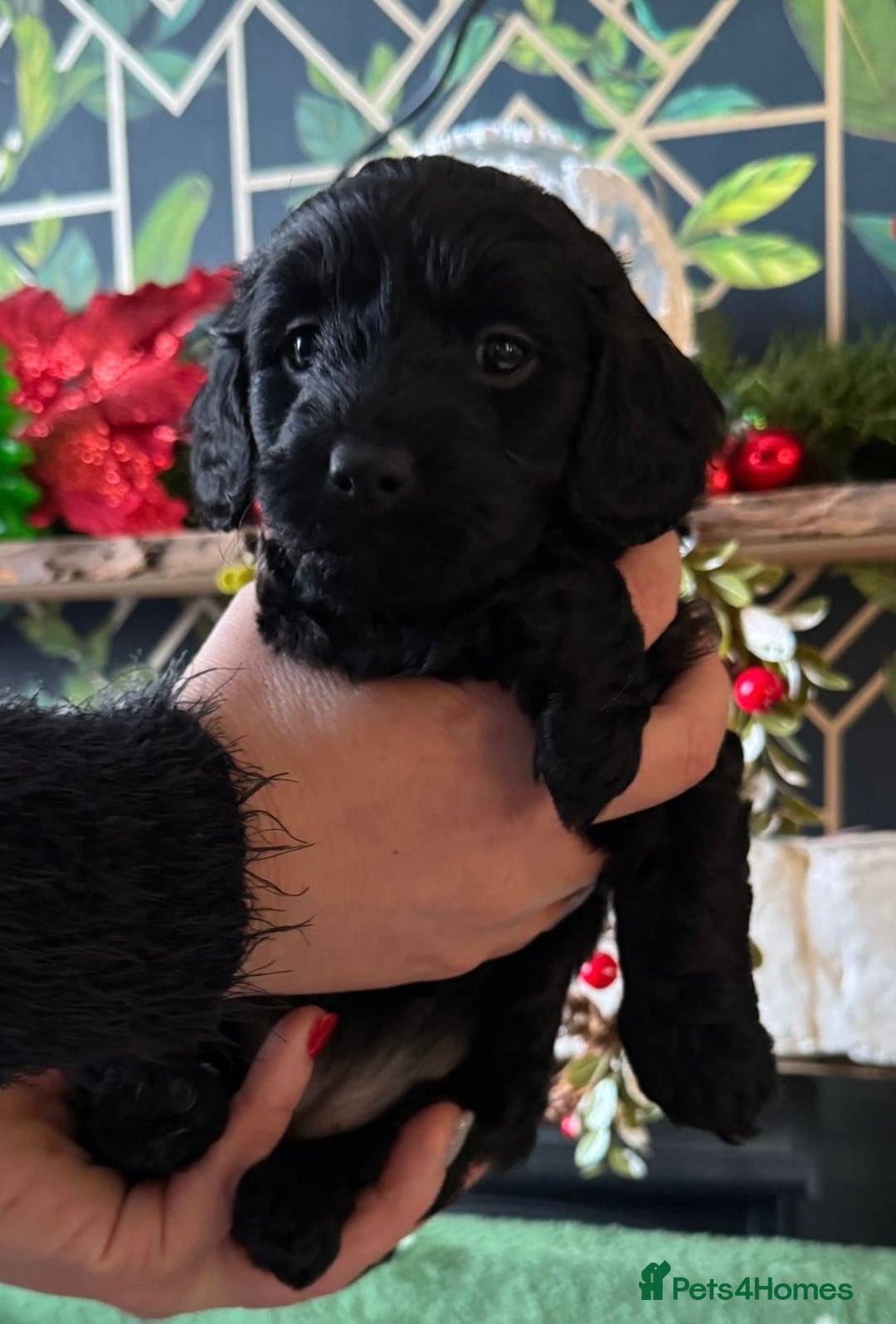 Doxiepoo dogs for sale: Beautiful Doxipoo puppies  - Advert 9