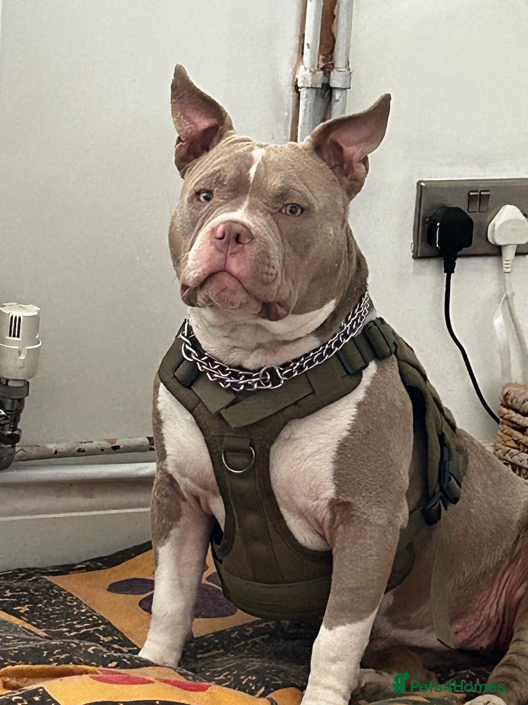 American Bully dogs for sale: American pocket bully bitch  - Advert 3