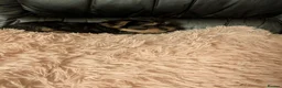 Chihuahua dogs for sale: Three small Yorkshire terriers for sale - Advert 22