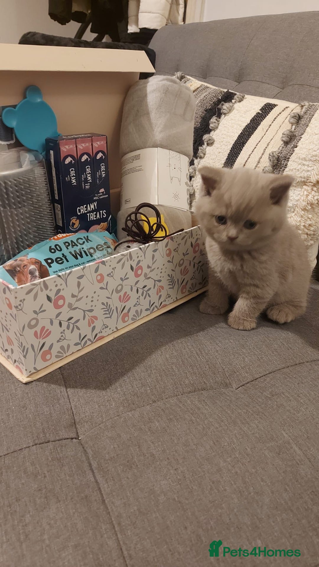 British Shorthair cats for sale: STUNNING BSH LILAC KITTENS 3 MALES/1 FEMALE  - Advert 10