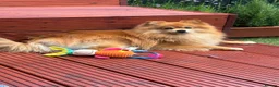 Pomeranian dogs for sale: 2-year-old Pomeranian looking for a new home - Advert 8