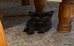 Bombay cats for sale: Black cat for sale - Image 4