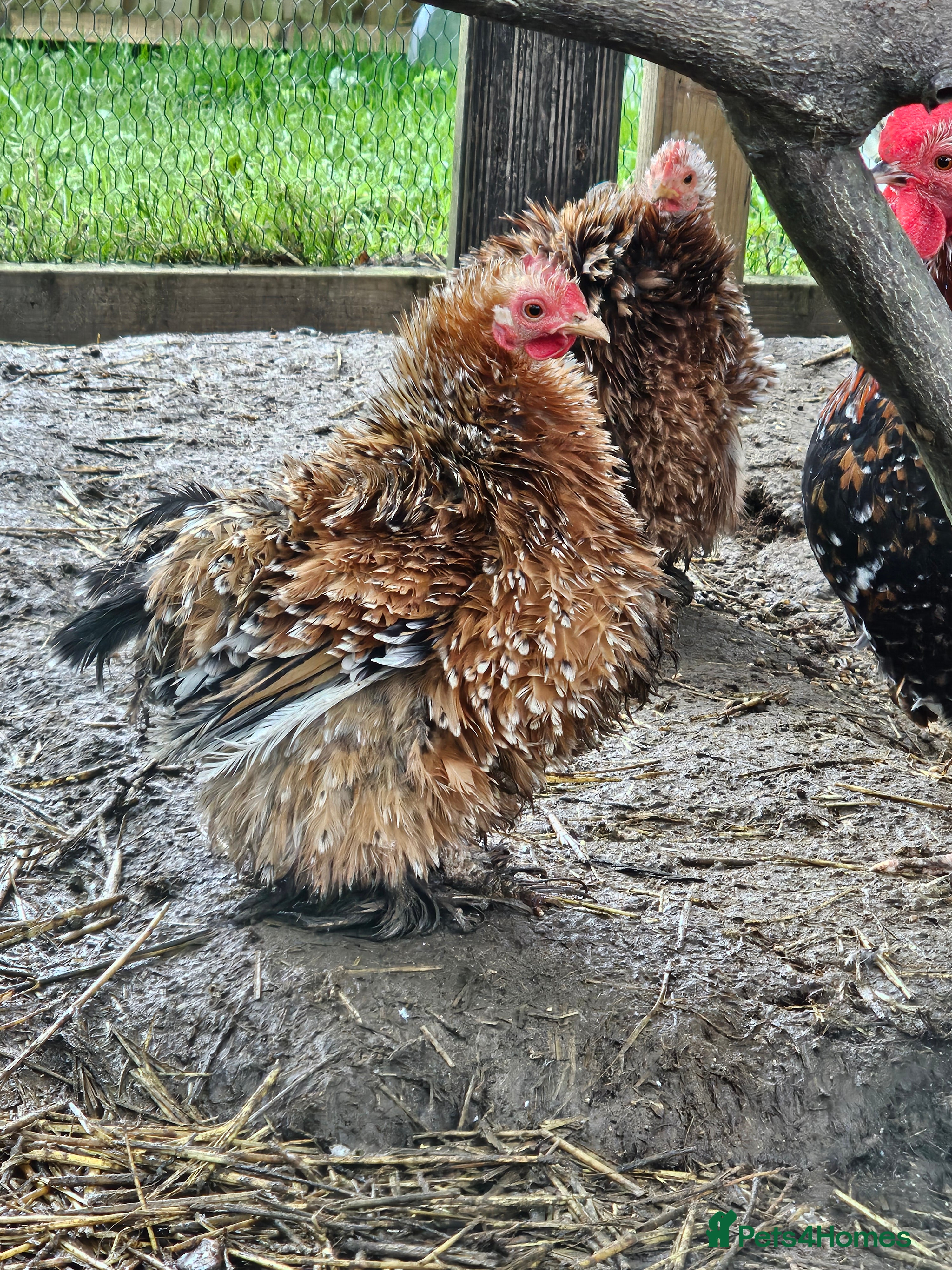 Mixed Breed poultry 'Mini Mix' x6 Hatching Eggs  in Sevenoaks - Advert 10