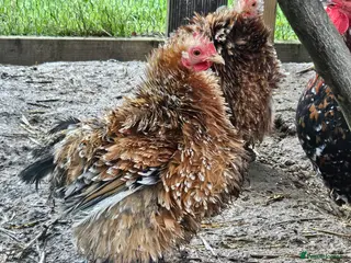 Mixed Breed poultry 'Mini Mix' x6 Hatching Eggs in Sevenoaks - Advert 1