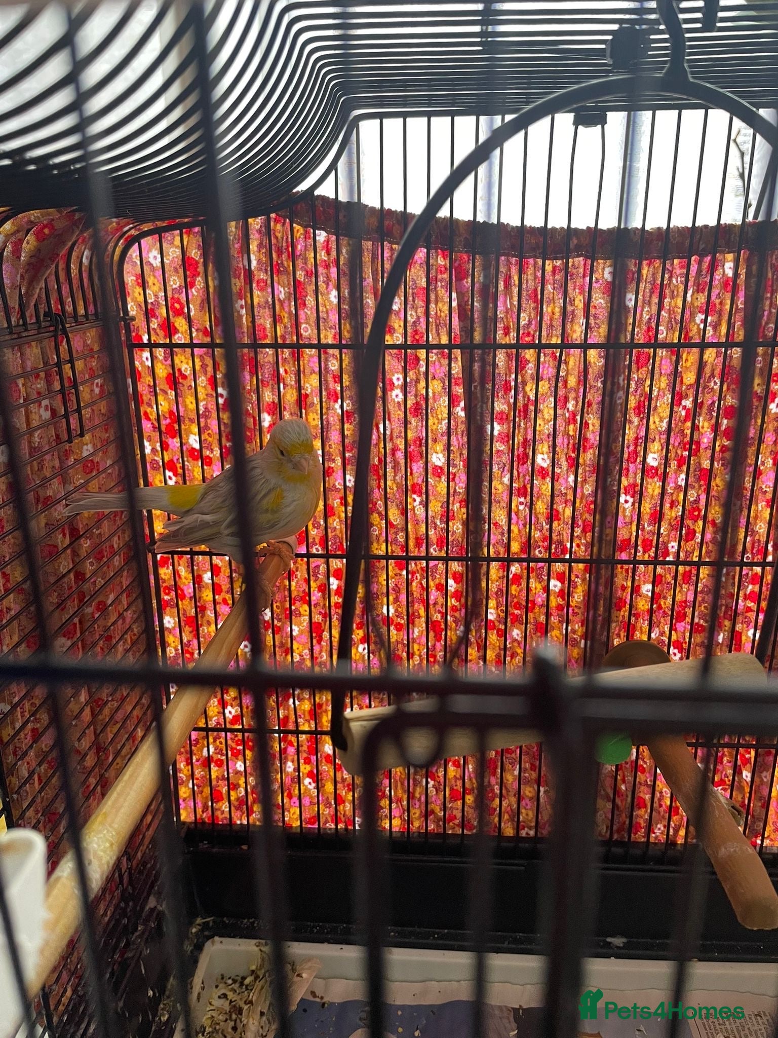 Canaries birds Canary bird - Advert 2