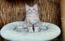 Maine Coon cats for sale: 1 Cream Boy Available. Ready Now.  - Image 11