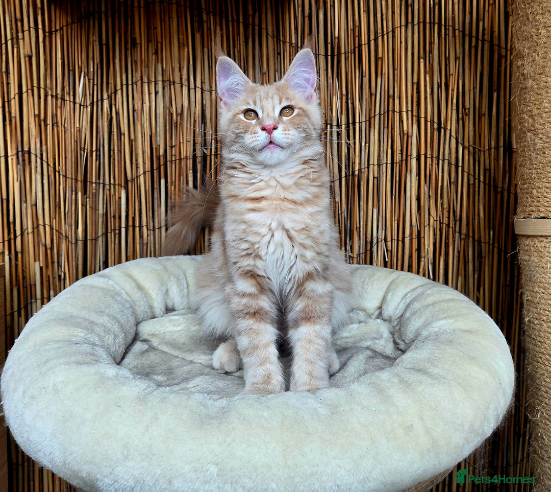 Maine Coon cats for sale: 1 Cream Boy Available. Ready Now.  - Image 11