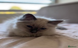Ragdoll cats for sale: Ragdoll male kitten  - Image 3